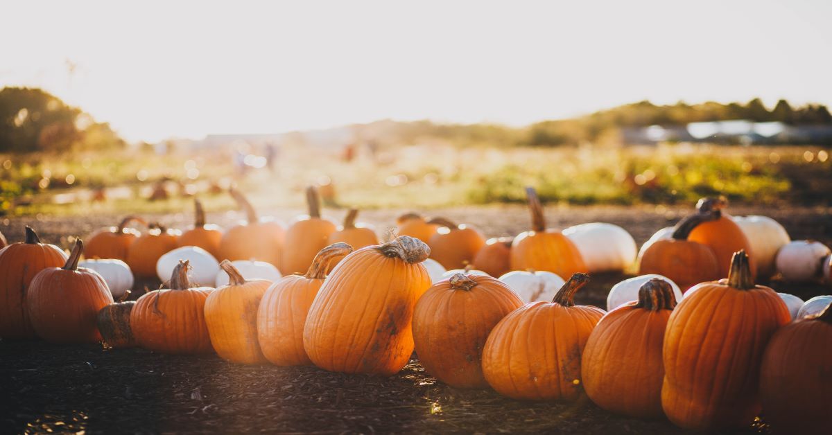 Read more about the article Fall and Halloween activities for area communities