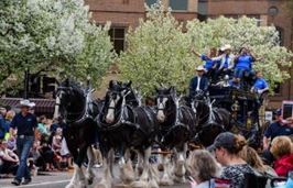 Read more about the article Express Clydesdales Horses to be in Altus (OK) Christmas Parade