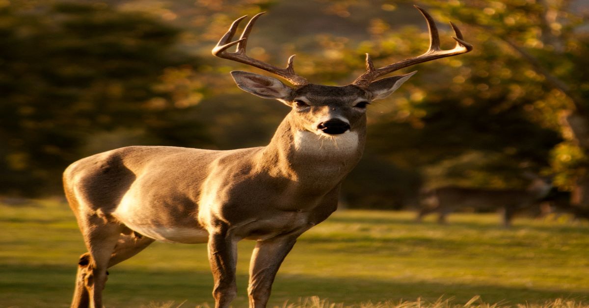 Read more about the article Deer symposium in Childress set for October 29
