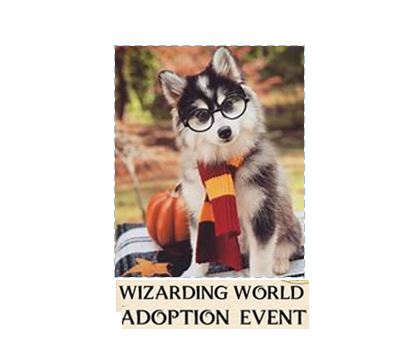 Read more about the article Love Spell Pet Adoption Event to be held in Altus