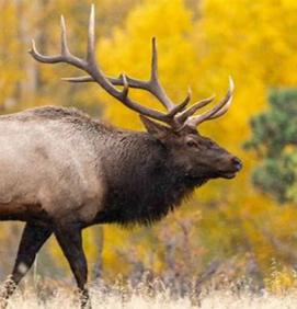 Read more about the article Controlled deer hunt underway at Wildlife Refuge, elk hunts start Nov. 21