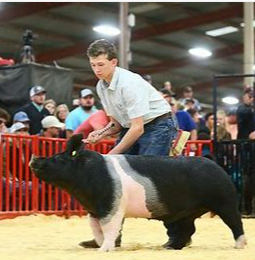 Read more about the article Swine Showmanship Clinics being offered at Collingsworth 4-H Barn; Open to anyone and everyone