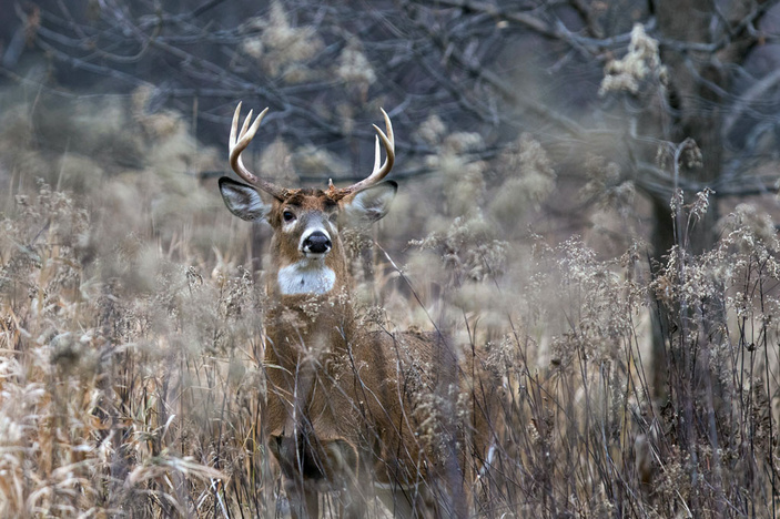 Read more about the article 2022-23 white-tailed deer season is here