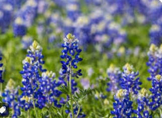 Read more about the article Texas Spring Wildflower Show; Important wildflower information shared